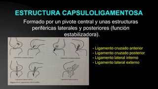 ESTRUCTURA CAPSULOLIGAMENTOSA
estabilizad
Formado por un pivote central y unas estructuras
periféricas laterales y posteriores (función
ora).
- Ligamento cruzado anterior
- Ligamento cruzado posterior
- Ligamento lateral interno
- Ligamento lateral externo
 