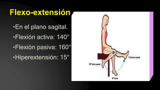 Flexo-extensión
•En el plano sagital.
•Flexión activa: 140°
•Flexión pasiva: 160°
•Hiperextensión: 15°
 