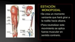 ESTACIÓN
MONOPODAL
•Se crea un momento
varizante que hará girar a
la rodilla hacia afuera.
•Para neutralizar este
movimiento se aplica
fuerza muscular en
sentido contrario.
 