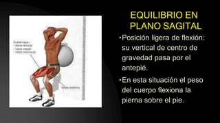 EQUILIBRIO EN
PLANO SAGITAL
•Posición ligera de flexión:
su vertical de centro de
gravedad pasa por el
antepié.
•En esta situación el peso
del cuerpo flexiona la
pierna sobre el pie.
 