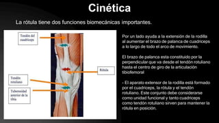 Cinética
La rótula tiene dos funciones biomecánicas importantes.
Por un lado ayuda a la extensión de la rodilla
al aumentar el brazo de palanca de cuadriceps
a lo largo de todo el arco de movimiento.
El brazo de palanca esta constituido por la
perpendicular que va desde el tendón rotuliano
hasta el centro de giro de la articulación
tibiofemoral
- El aparato extensor de la rodilla está formado
por el cuadriceps, la rótula y el tendón
rotuliano. Este conjunto debe considerarse
como unidad funcional y tanto cuadriceps
como tendón rotuliano sirven para mantener la
rótula en posición.
 