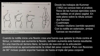 Desde los trabajos de Kummer
(1962) se conoce bien el análisis
físico de las fuerzas ejercidas sobre
las rodillas en el plano sagital. En
este plano sobre la rótula actúan
dos fuerzas:
- Cuadriceps
- Tendón rotuliano (sentido opuesto)
Con la rodilla en extensión, ambas
fuerzas se neutralizan
Cuando la rodilla inicia una flexión crea una fuerza que aplasta la rótula contra el
fémur, a medida que aumenta la flexión, también aumenta esta fuerza resultante.
En una marcha en terreno llano, la fuerza de reacción en la articulación
patelofemoral es aproximadamente la mitad del peso corporal. Pero con flexiones
de 90° incluso puede soportar fuerzas de hasta el triple del peso corporal.
 