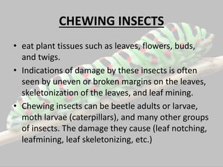 diagnosis of pest | PPTX