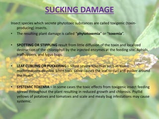 diagnosis of pest | PPTX