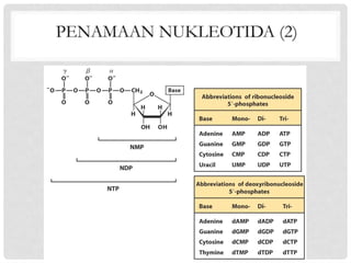 Comprehensive Overview of Nucleic Acids: Structure, Function, and Types ...