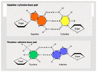 Comprehensive Overview of Nucleic Acids: Structure, Function, and Types ...