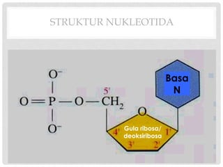 Comprehensive Overview of Nucleic Acids: Structure, Function, and Types ...