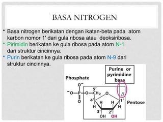 Comprehensive Overview of Nucleic Acids: Structure, Function, and Types ...