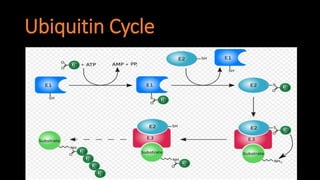 Post translational modification of protein | PPTX
