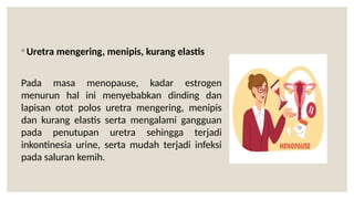 ◦ Uretra mengering, menipis, kurang elastis
Pada masa menopause, kadar estrogen
menurun hal ini menyebabkan dinding dan
lapisan otot polos uretra mengering, menipis
dan kurang elastis serta mengalami gangguan
pada penutupan uretra sehingga terjadi
inkontinesia urine, serta mudah terjadi infeksi
pada saluran kemih.
 