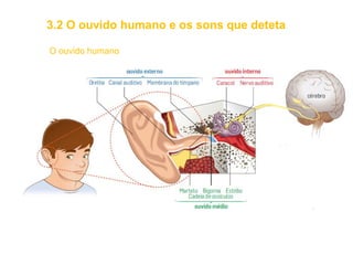O ouvido humano
3.2 O ouvido humano e os sons que deteta
 