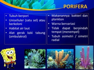PORIFERA
• Tubuh berpori
• Uniselluler (satu sel) atau
berkoloni
• Habitat air laut
• Alat gerak kaki tabung
(ambulakral)
• Makanannya: bakteri dan
plankton
• Warna bervariasi
• Tidak dapat berpindah
tempat (menempel)
• Tubuh asimetri / simetri
radial
 