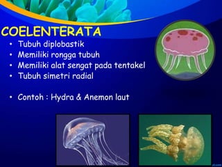 COELENTERATA
• Tubuh diplobastik
• Memiliki rongga tubuh
• Memiliki alat sengat pada tentakel
• Tubuh simetri radial
• Contoh : Hydra & Anemon laut
 