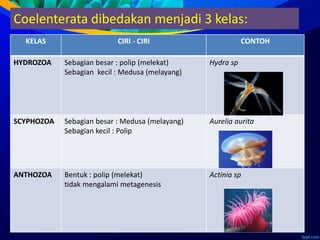 Coelenterata dibedakan menjadi 3 kelas:
KELAS CIRI - CIRI CONTOH
HYDROZOA Sebagian besar : polip (melekat)
Sebagian kecil : Medusa (melayang)
Hydra sp
SCYPHOZOA Sebagian besar : Medusa (melayang)
Sebagian kecil : Polip
Aurelia aurita
ANTHOZOA Bentuk : polip (melekat)
tidak mengalami metagenesis
Actinia sp
 