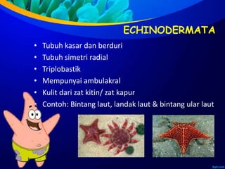 ECHINODERMATA
• Tubuh kasar dan berduri
• Tubuh simetri radial
• Triplobastik
• Mempunyai ambulakral
• Kulit dari zat kitin/ zat kapur
• Contoh: Bintang laut, landak laut & bintang ular laut
 