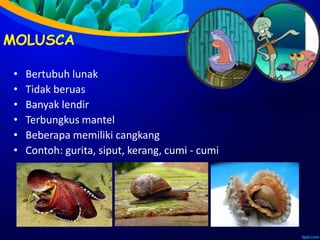 MOLUSCA
• Bertubuh lunak
• Tidak beruas
• Banyak lendir
• Terbungkus mantel
• Beberapa memiliki cangkang
• Contoh: gurita, siput, kerang, cumi - cumi
 