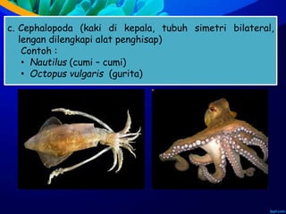 c. Cephalopoda (kaki di kepala, tubuh simetri bilateral,
lengan dilengkapi alat penghisap)
Contoh :
• Nautilus (cumi – cumi)
• Octopus vulgaris (gurita)
 