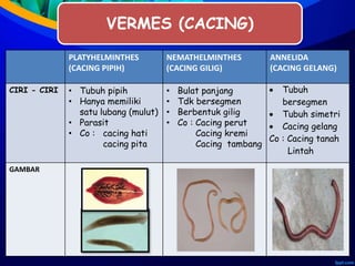 PLATYHELMINTHES
(CACING PIPIH)
NEMATHELMINTHES
(CACING GILIG)
ANNELIDA
(CACING GELANG)
CIRI - CIRI • Tubuh pipih
• Hanya memiliki
satu lubang (mulut)
• Parasit
• Co : cacing hati
cacing pita
• Bulat panjang
• Tdk bersegmen
• Berbentuk gilig
• Co : Cacing perut
Cacing kremi
Cacing tambang
 Tubuh
bersegmen
 Tubuh simetri
 Cacing gelang
Co : Cacing tanah
Lintah
GAMBAR
VERMES (CACING)
 
