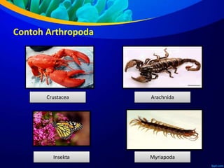Contoh Arthropoda
Crustacea
Insekta
Arachnida
Myriapoda
 