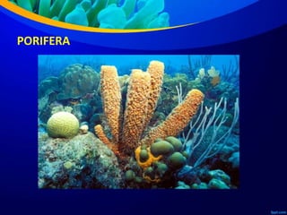 PORIFERA
 