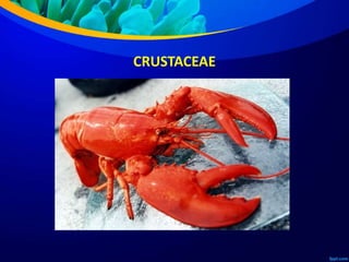CRUSTACEAE
 