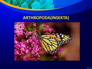ARTHROPODA(INSEKTA)
 