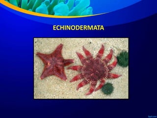 ECHINODERMATA
 