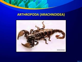 ARTHROPODA (ARACHNOIDEA)
 