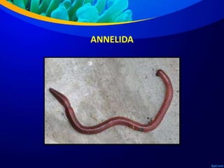 ANNELIDA
 