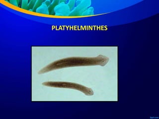 PLATYHELMINTHES
 