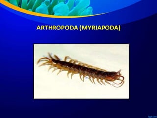 ARTHROPODA (MYRIAPODA)
 