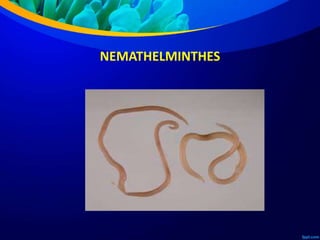NEMATHELMINTHES
 