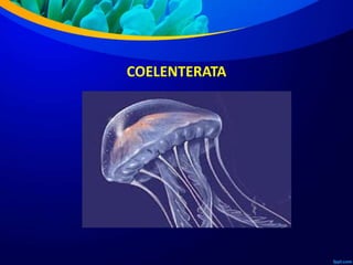 COELENTERATA
 