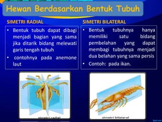 SIMETRI RADIAL
• Bentuk tubuh dapat dibagi
menjadi bagian yang sama
jika ditarik bidang melewati
garis tengah tubuh
• contohnya pada anemone
laut
SIMETRI BILATERAL
• Bentuk tubuhnya hanya
memiliki satu bidang
pembelahan yang dapat
membagi tubuhnya menjadi
dua belahan yang sama persis
• Contoh: pada ikan.
Hewan Berdasarkan Bentuk Tubuh
 
