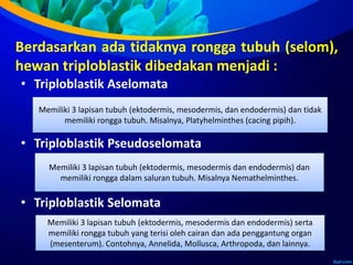 Berdasarkan ada tidaknya rongga tubuh (selom),
hewan triploblastik dibedakan menjadi :
• Triploblastik Aselomata
• Triploblastik Pseudoselomata
• Triploblastik Selomata
Memiliki 3 lapisan tubuh (ektodermis, mesodermis, dan endodermis) dan tidak
memiliki rongga tubuh. Misalnya, Platyhelminthes (cacing pipih).
Memiliki 3 lapisan tubuh (ektodermis, mesodermis dan endodermis) dan
memiliki rongga dalam saluran tubuh. Misalnya Nemathelminthes.
Memiliki 3 lapisan tubuh (ektodermis, mesodermis dan endodermis) serta
memiliki rongga tubuh yang terisi oleh cairan dan ada penggantung organ
(mesenterum). Contohnya, Annelida, Mollusca, Arthropoda, dan lainnya.
 