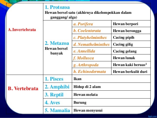 Ppt avertebrata