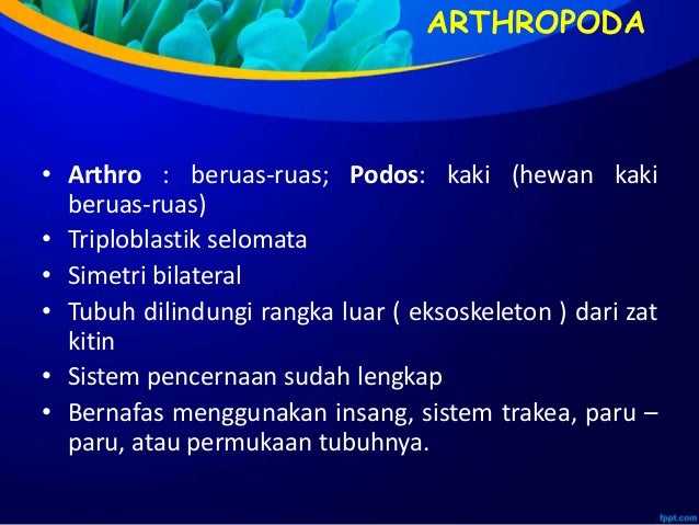 Ppt Avertebrata