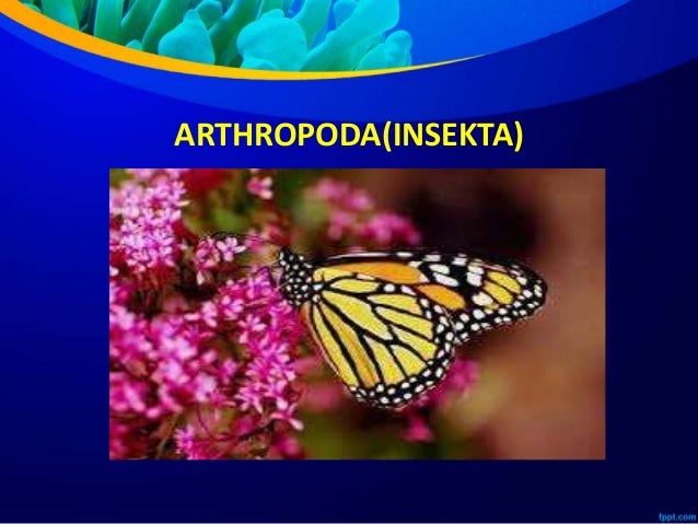Ppt Avertebrata