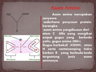 Senyawa Asam Amino: Blok Penyusun Protein Tubuh