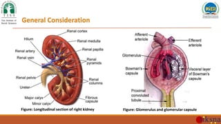General Consideration
Figure: Longitudinal section of right kidney Figure: Glomerulus and glomerular capsule
 