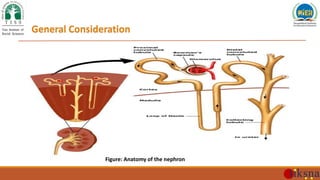 General Consideration
Figure: Anatomy of the nephron
 