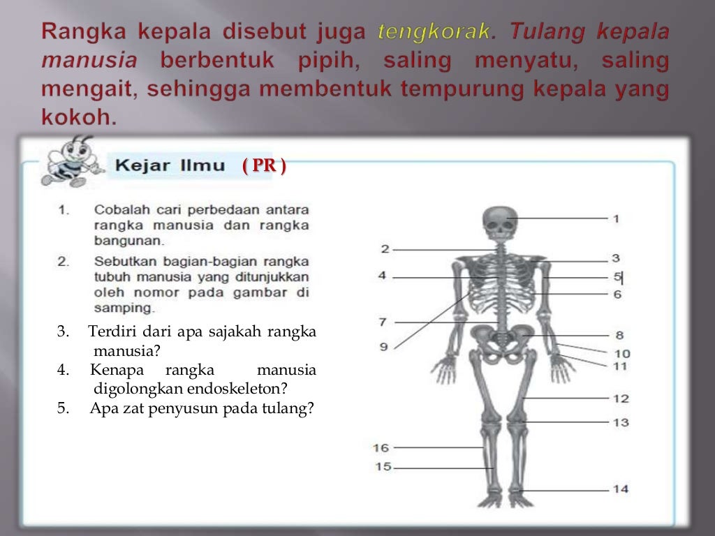 Ppt bab 1 kerangka  manisia fungsi  dan perawatannnya