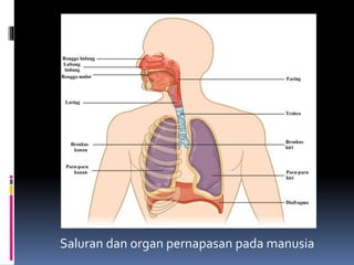 Saluran dan organ pernapasan pada manusia
 