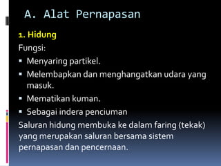 A. Alat Pernapasan
1. Hidung
Fungsi:
 Menyaring partikel.
 Melembapkan dan menghangatkan udara yang
masuk.
 Mematikan kuman.
 Sebagai indera penciuman
Saluran hidung membuka ke dalam faring (tekak)
yang merupakan saluran bersama sistem
pernapasan dan pencernaan.
 