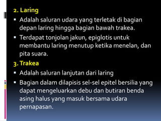 2. Laring
 Adalah saluran udara yang terletak di bagian
depan laring hingga bagian bawah trakea.
 Terdapat tonjolan jakun, epiglotis untuk
membantu laring menutup ketika menelan, dan
pita suara.
3.Trakea
 Adalah saluran lanjutan dari laring
 Bagian dalam dilapisis sel-sel epitel bersilia yang
dapat mengeluarkan debu dan butiran benda
asing halus yang masuk bersama udara
pernapasan.
 