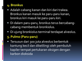 4. Bronkus
 Adalah cabang kanan dan kiri dari trakea.
Bronkus kanan masuk ke paru-paru kanan,
bronkus kiri masuk ke paru-paru kiri.
 Di dalam paru-paru, bronkus terus bercabang-
cabang membentuk bronkiolus.
 Di ujung bronkiolus terminal terdapat alveolus.
5. Pulmo (Paru-paru)
 Tersusun dari 300 juta alveolus berbentuk
kantung kecil dan dikelilingi oleh pembuluh
kapiler tempat pertukaran oksigen dengan
karbon dioksida
 
