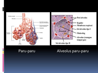 Paru-paru Alveolus paru-paru
 