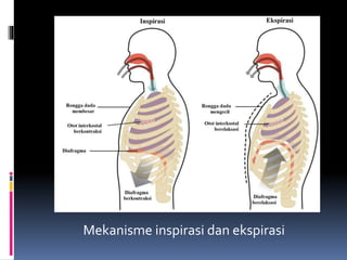 Mekanisme inspirasi dan ekspirasi
 