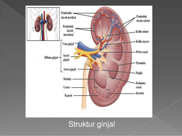 Unduh 42 Koleksi Gambar Ginjal Pada Sapi Terbaru HD