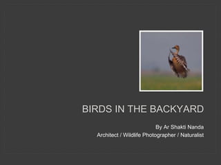 By Ar Shakti Nanda
Architect / Wildlife Photographer / Naturalist
BIRDS IN THE BACKYARD
 